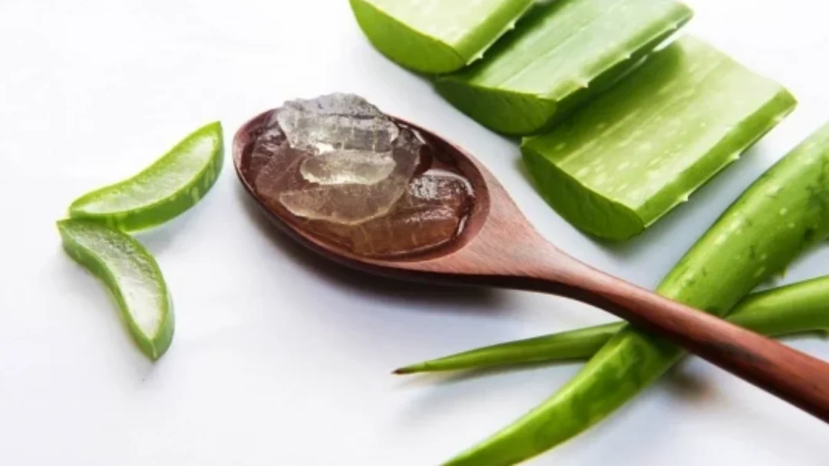 Cara Membuat Krim Malam Lidah Buaya untuk Kulit Halus Cerah Bercahaya